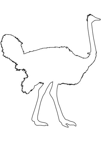 Ostrich Bird Outline  Coloring Page